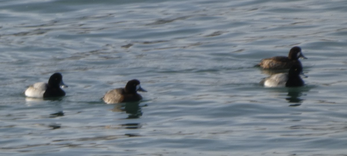 bergand - ML647796336