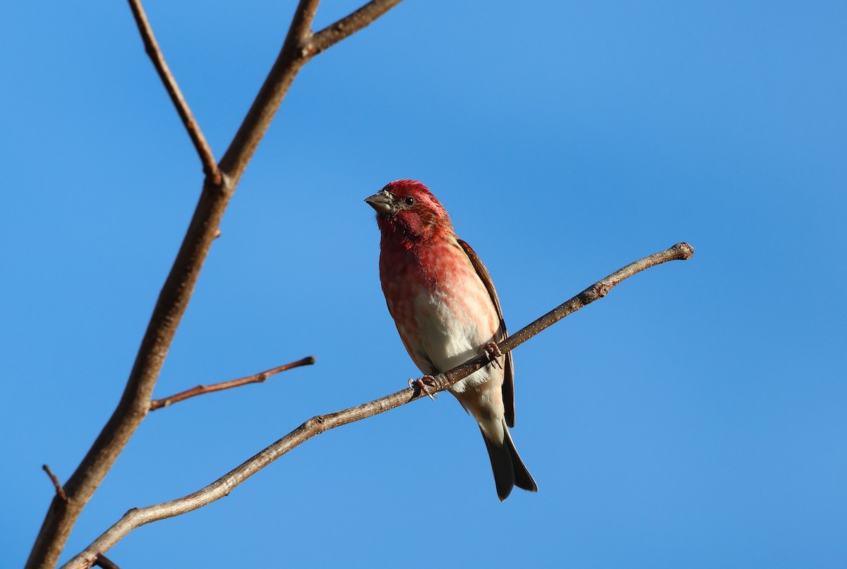 Purple Finch - ML647796343