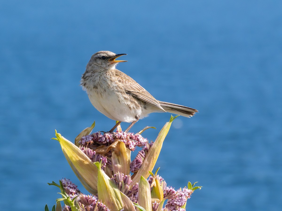 Щеврик новозеландський - ML647796352