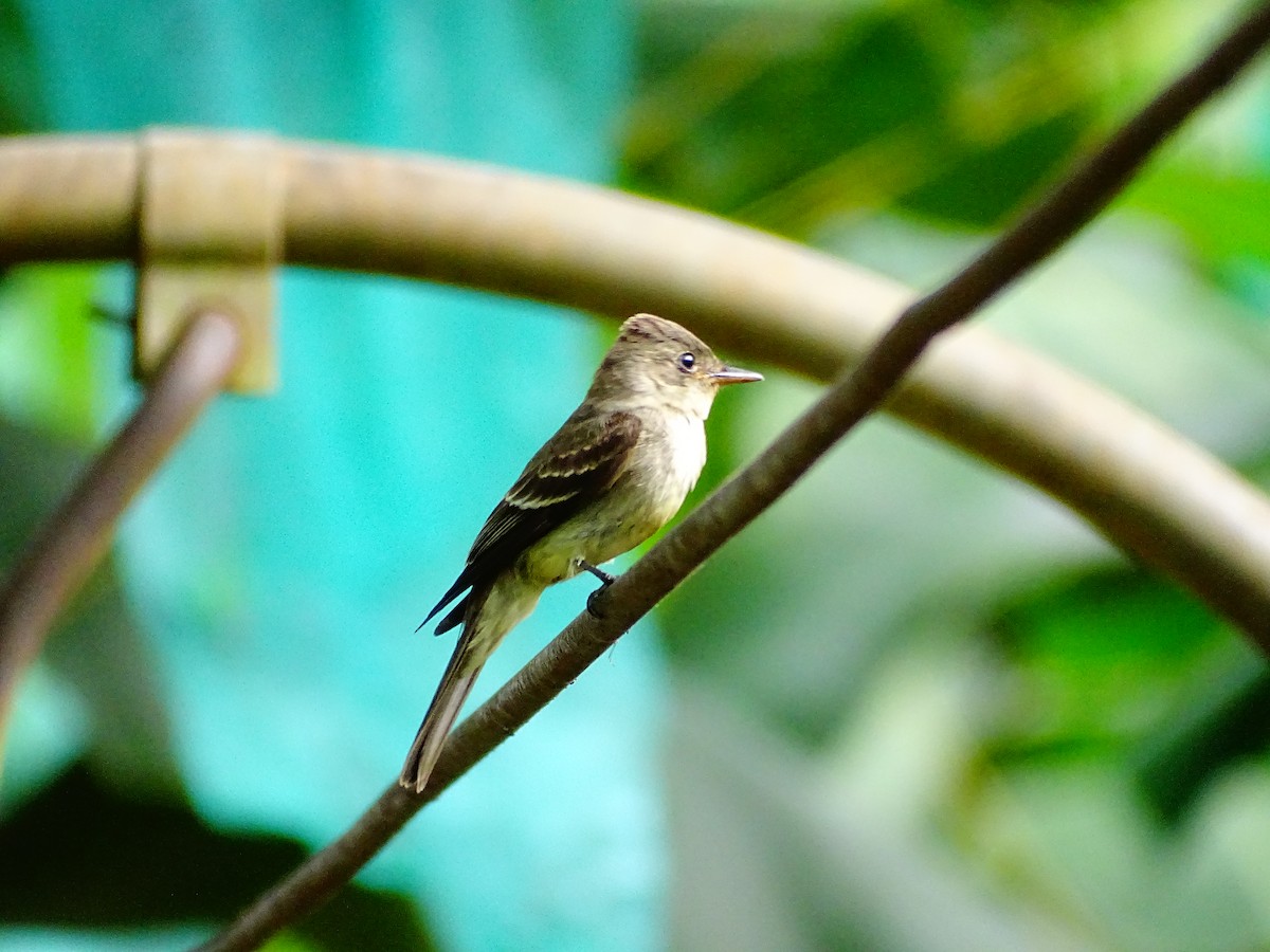 Eastern Wood-Pewee - ML647796359