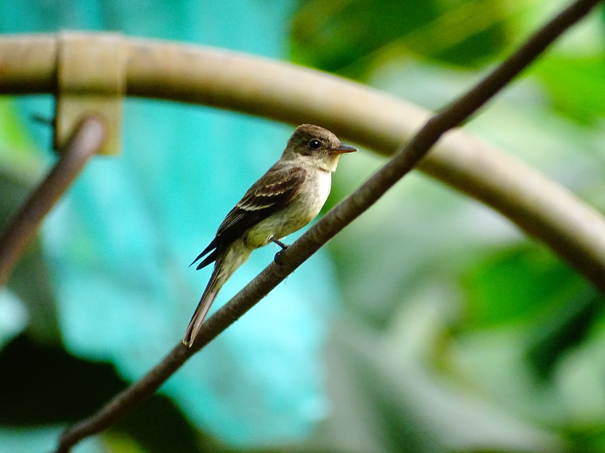 Eastern Wood-Pewee - ML647796360