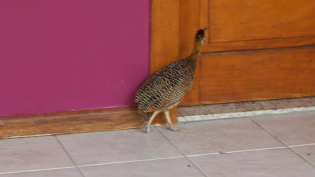 Red-winged Tinamou - ML647796375