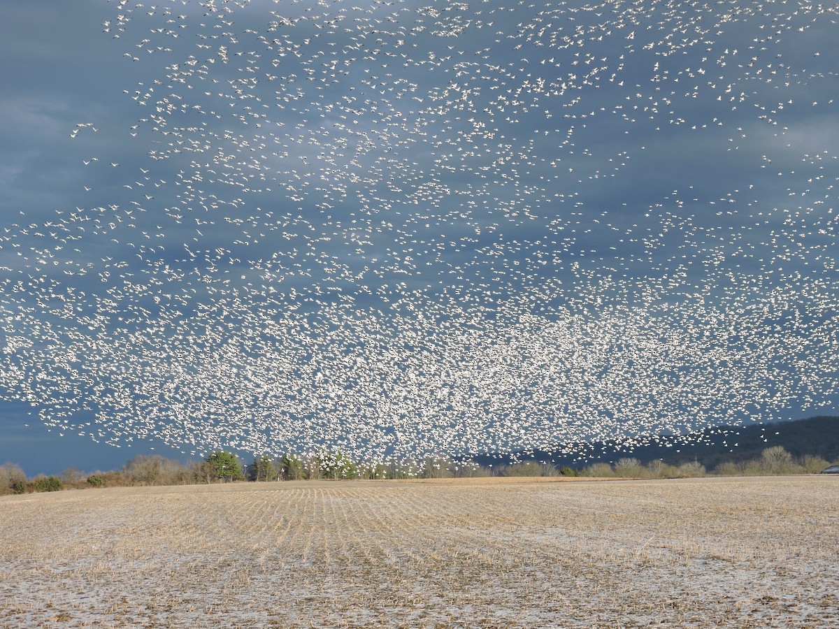 Гуска біла - ML647796404