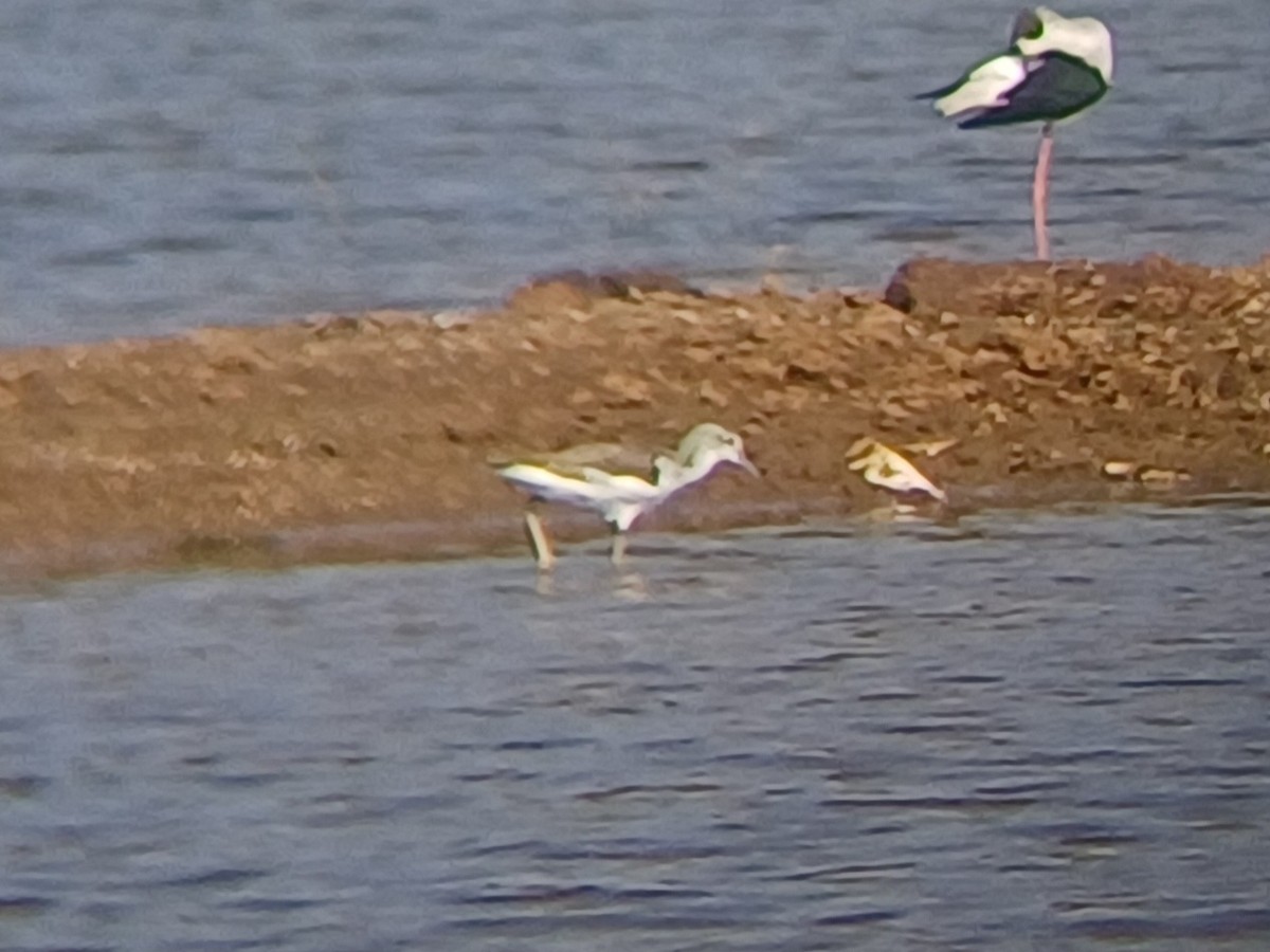 Коловодник великий - ML647796411