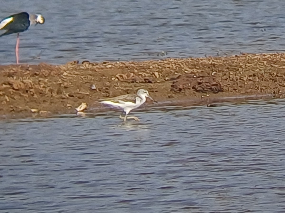 Коловодник великий - ML647796412