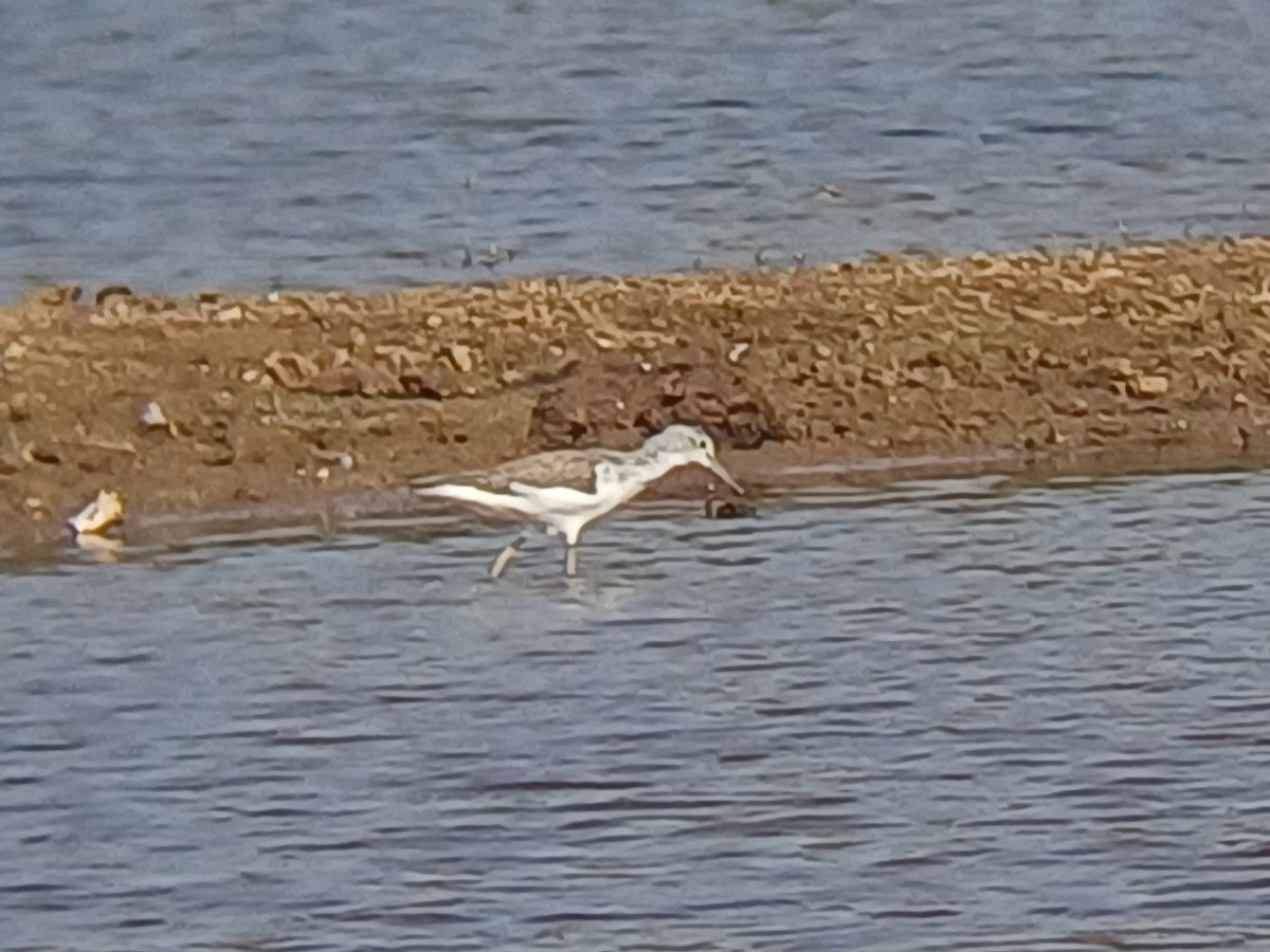 Коловодник великий - ML647796413