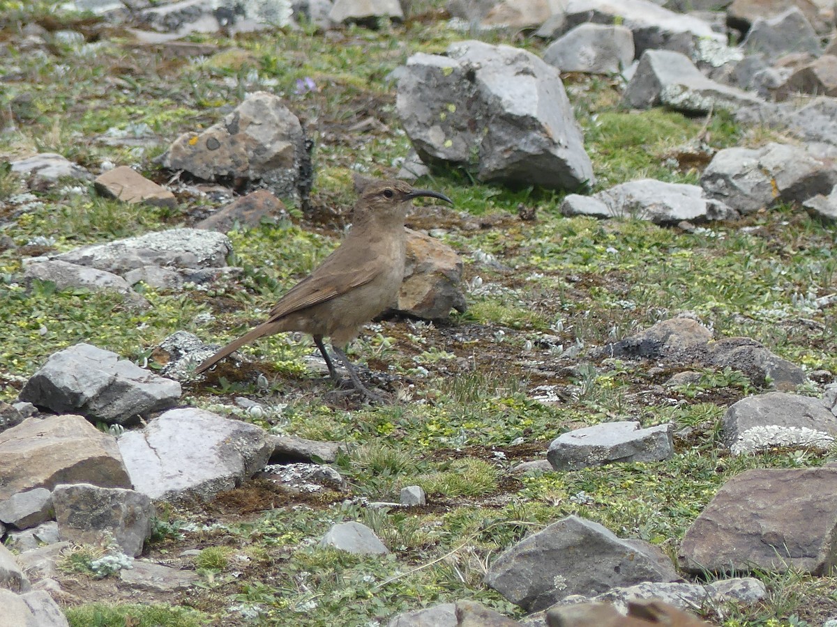 Землелаз світлочеревий (підвид jelskii/saturata) - ML647796414