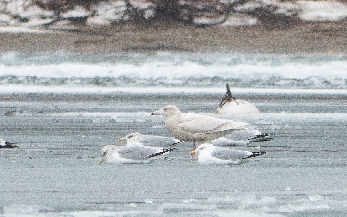 Gavión Hiperbóreo - ML647796415