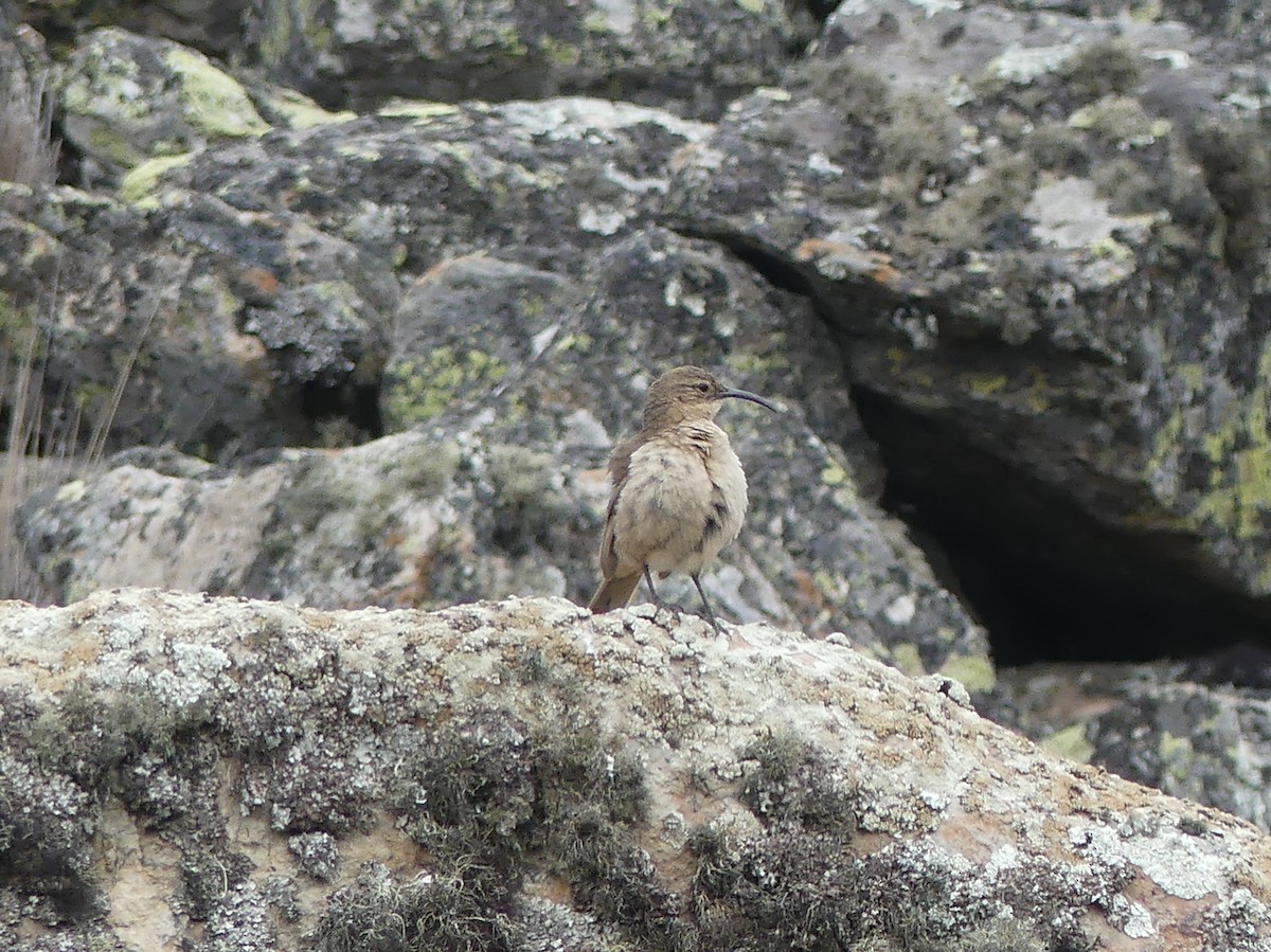 Землелаз світлочеревий (підвид jelskii/saturata) - ML647796419