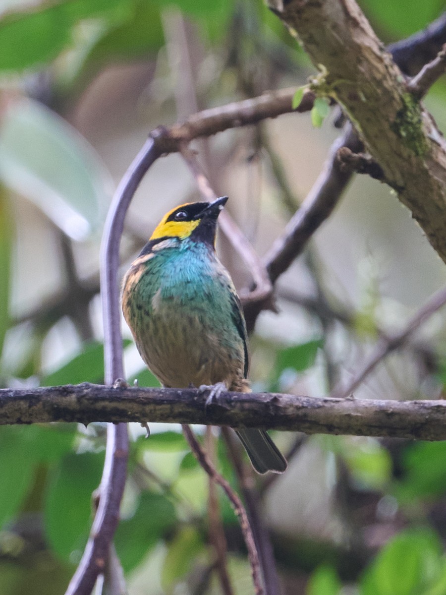 Танагра жовтоголова - ML647796420