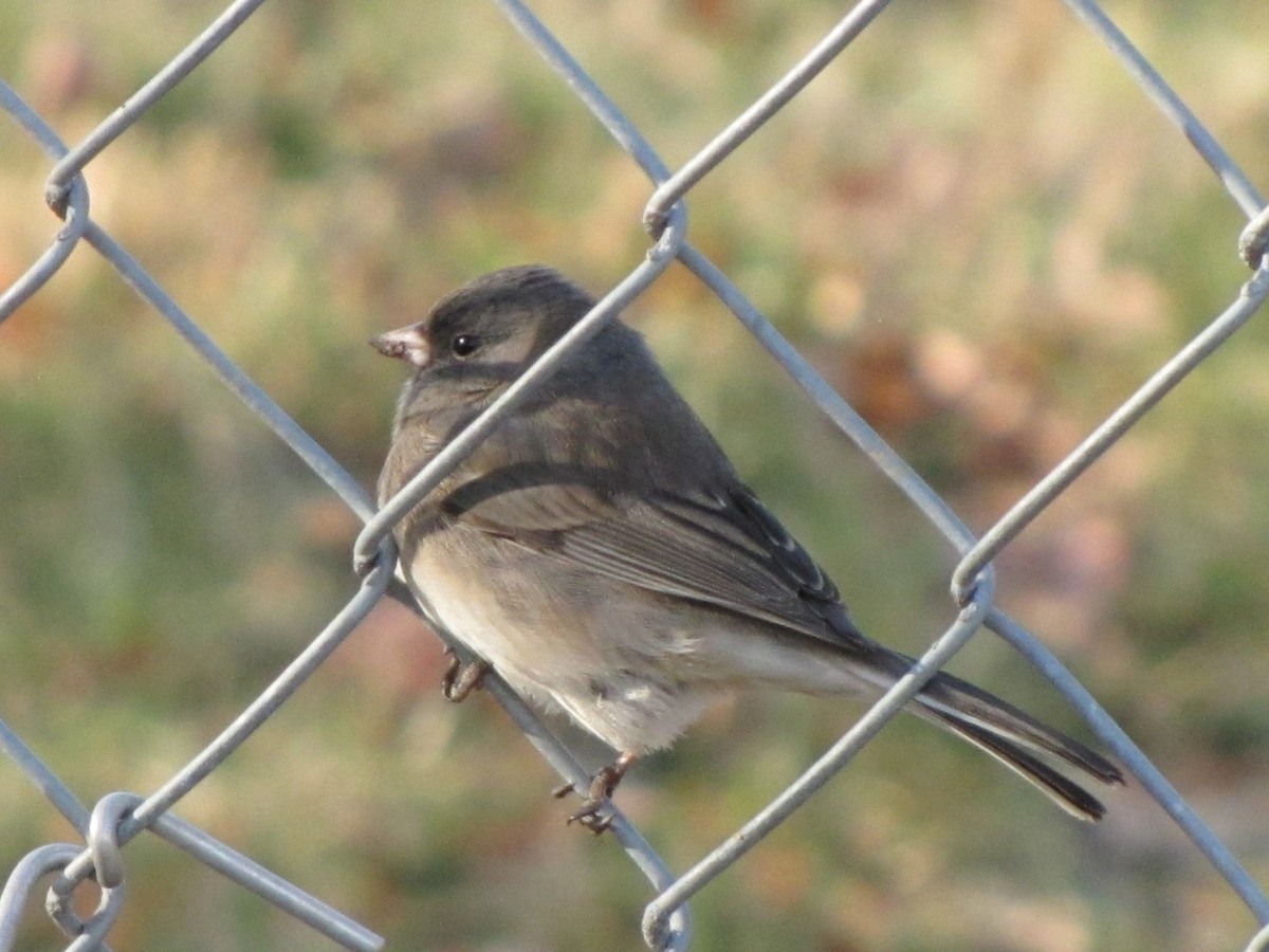 Юнко сірий - ML647796422