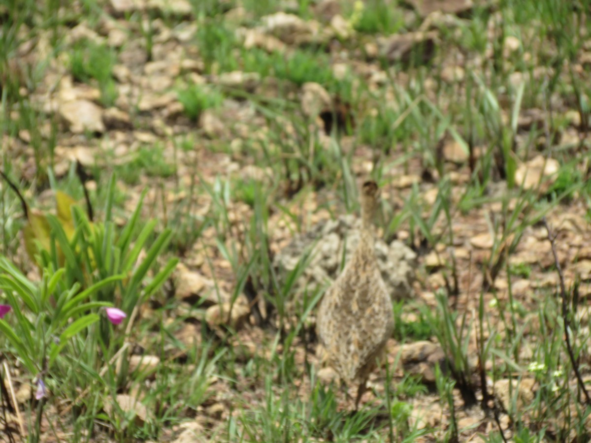 Нотура строкатий - ML647796423