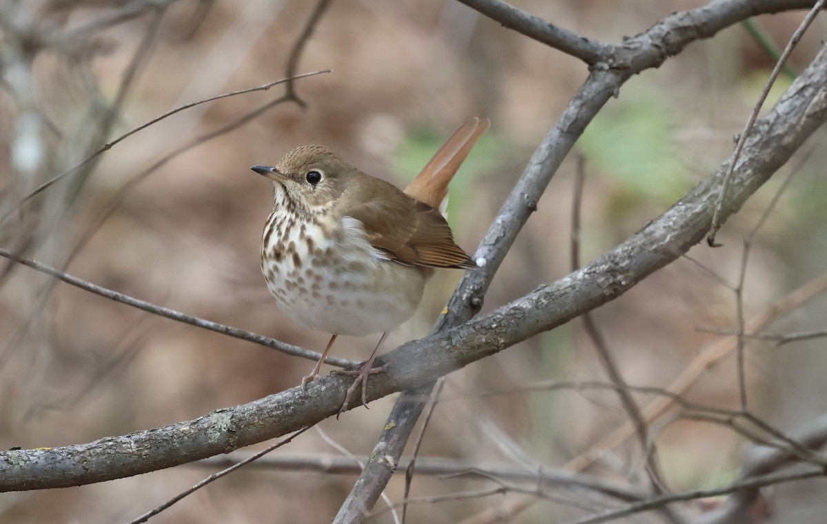 Дрізд-короткодзьоб плямистоволий - ML647796426