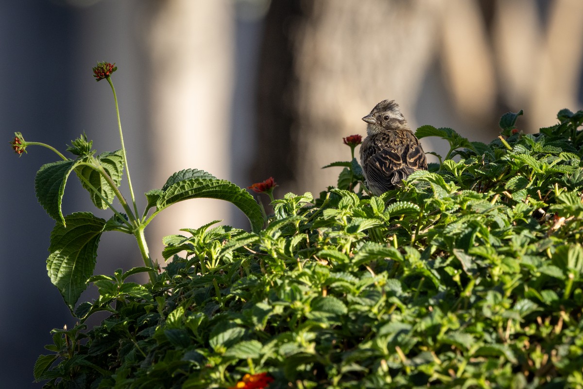 Бруант рудошиїй - ML647796427