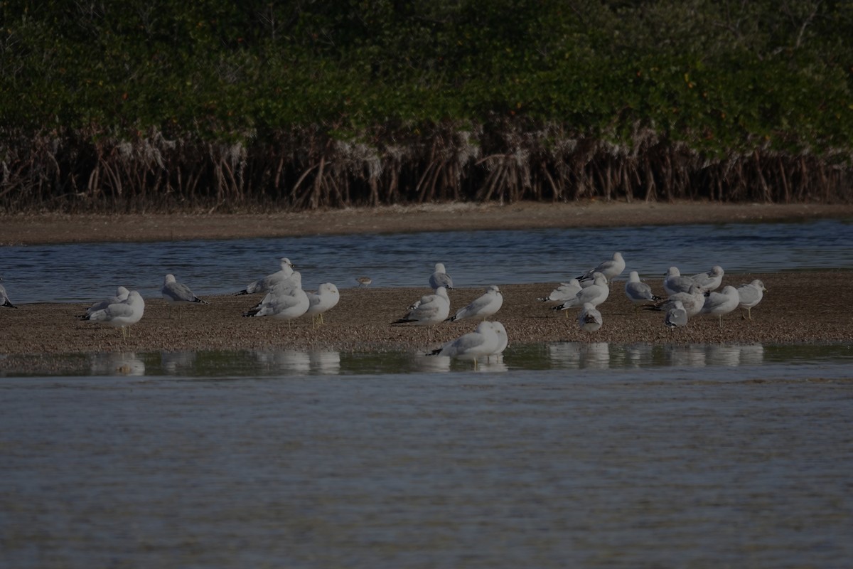 Мартин делаверський - ML647796428