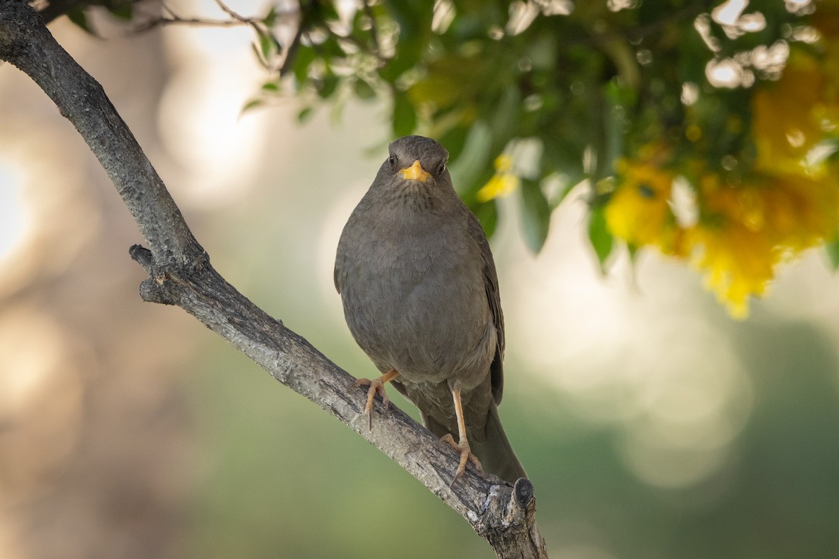 Хігуанко - ML647796429