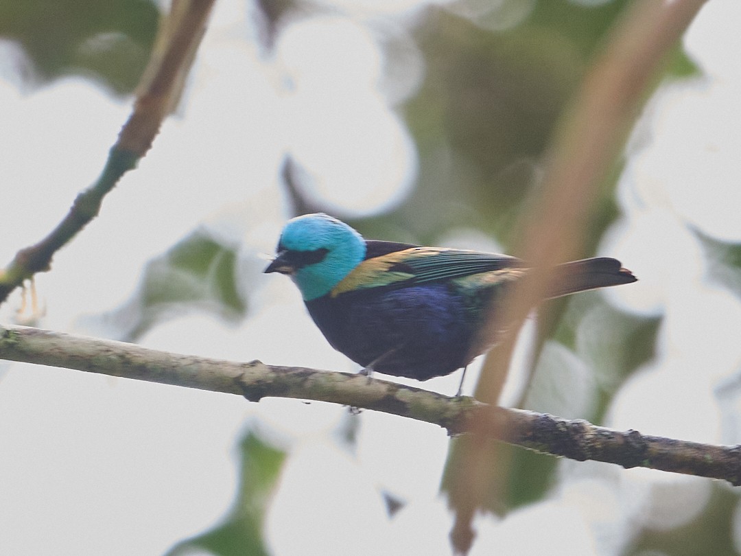 Танагра блакитношия - ML647796431