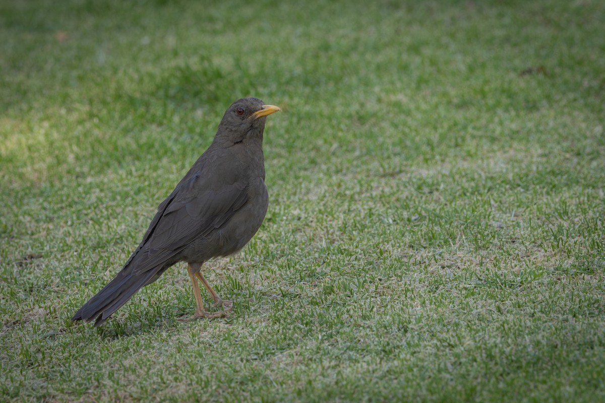 Хігуанко - ML647796432