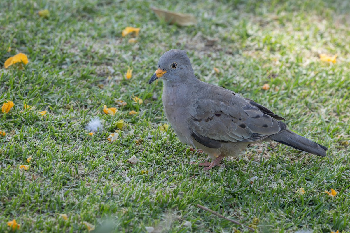 Талпакоті сіроголовий - ML647796433