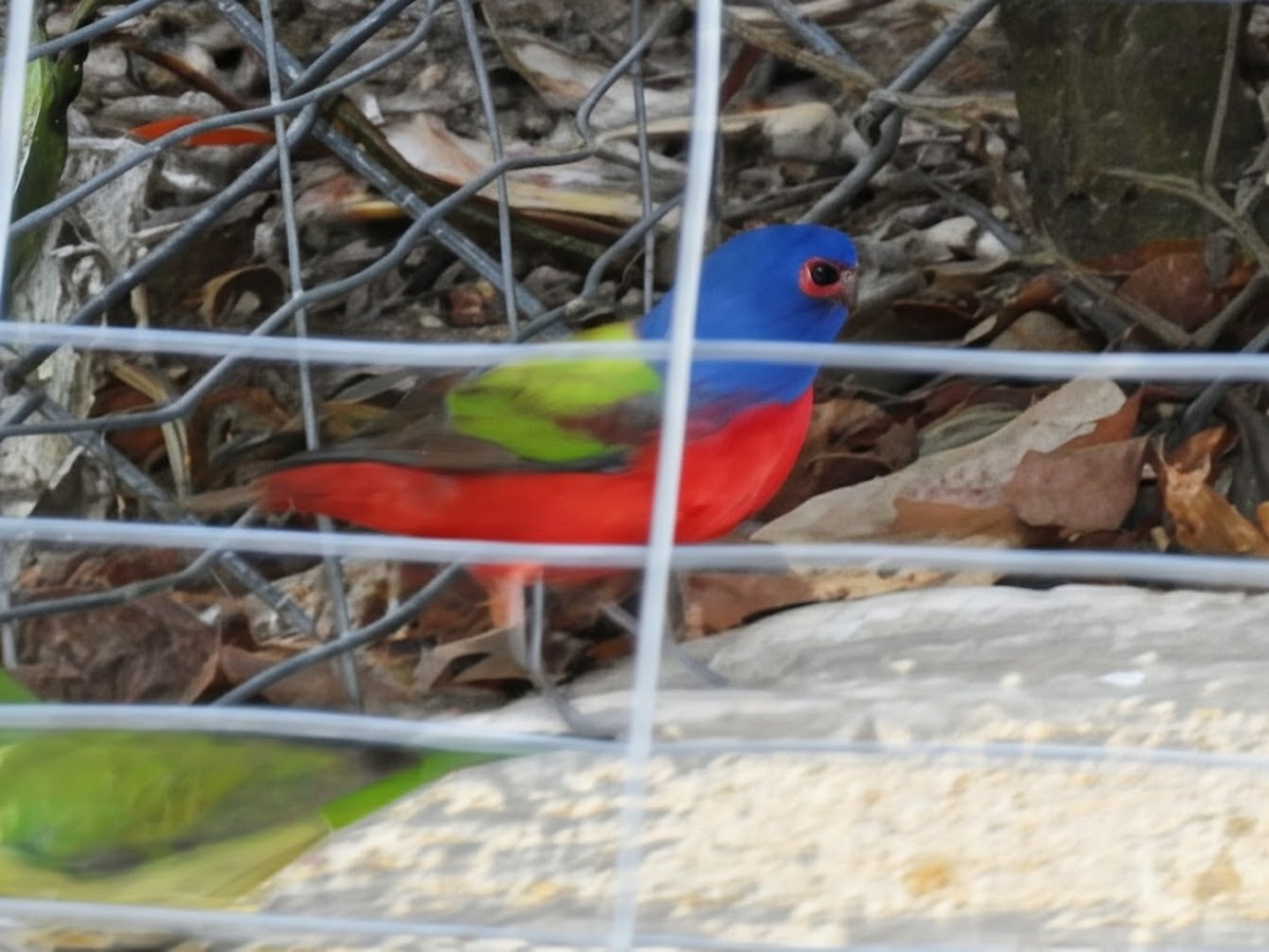 Скригнатка райдужна - ML647796434