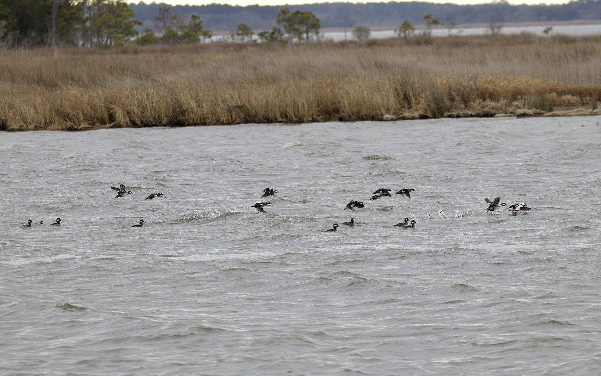 Гоголь малий - ML647796435