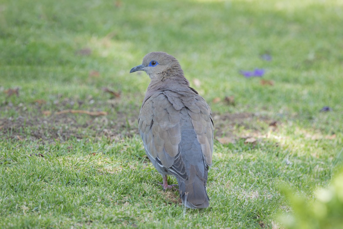 Зенаїда еквадорська - ML647796436