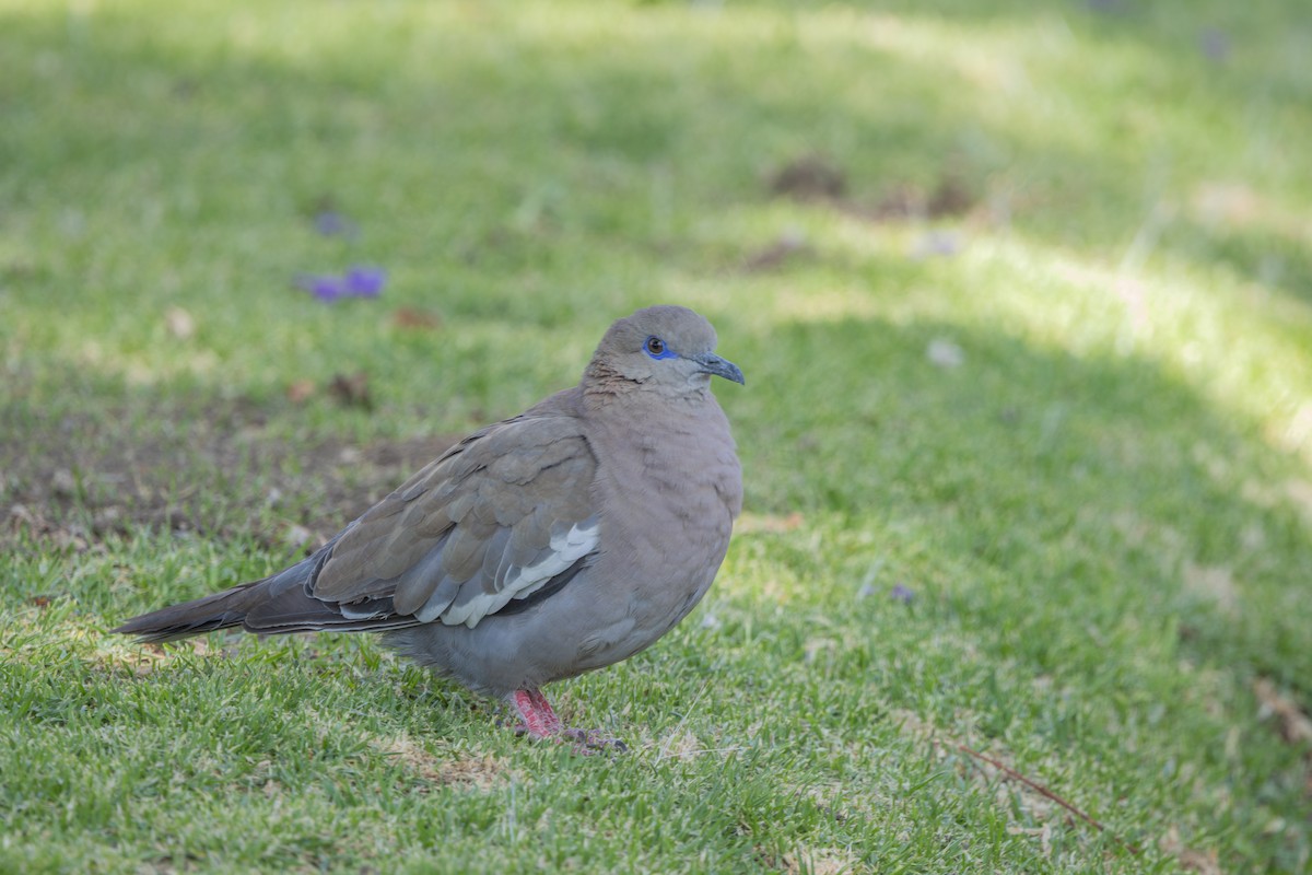 Зенаїда еквадорська - ML647796437