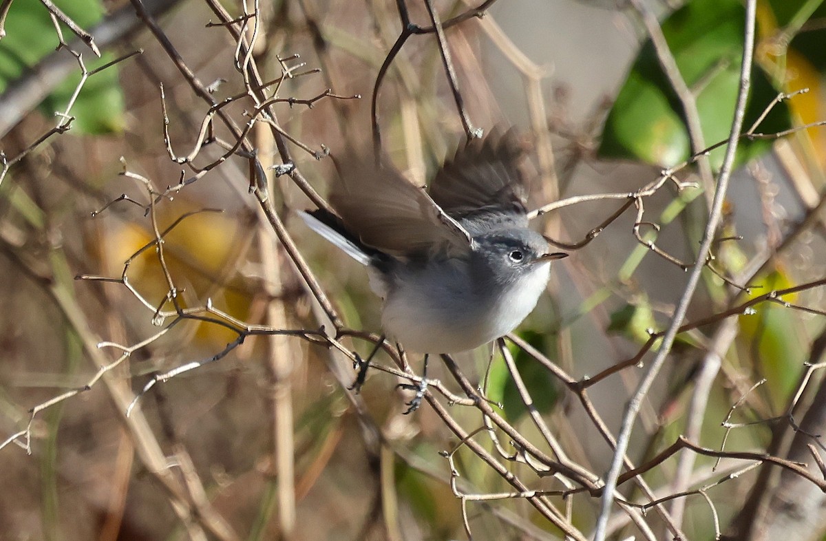 Комароловка сиза - ML647796439