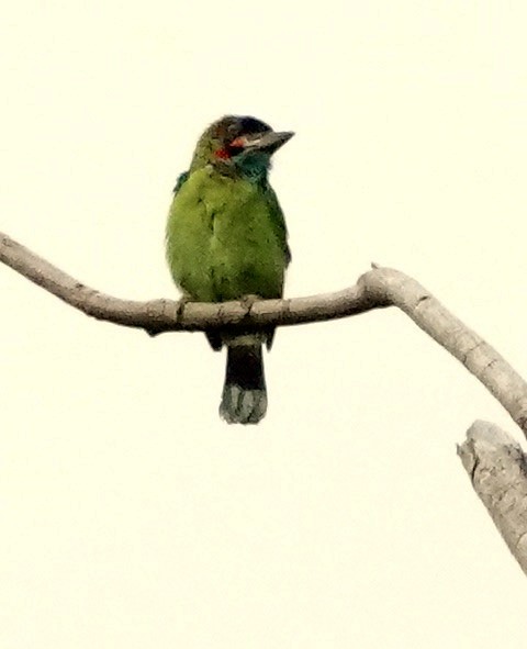 Blue-eared Barbet - ML647796440