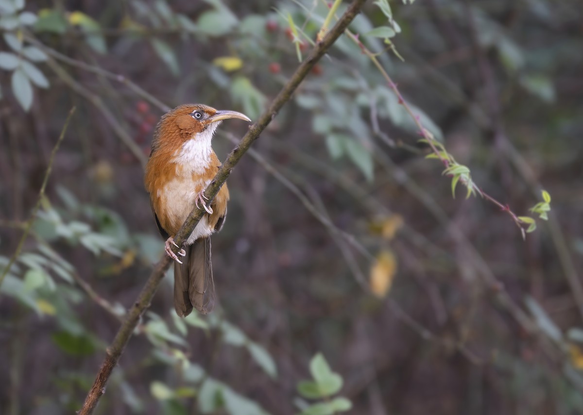 Тимелія-криводзьоб рудощока - ML647796441