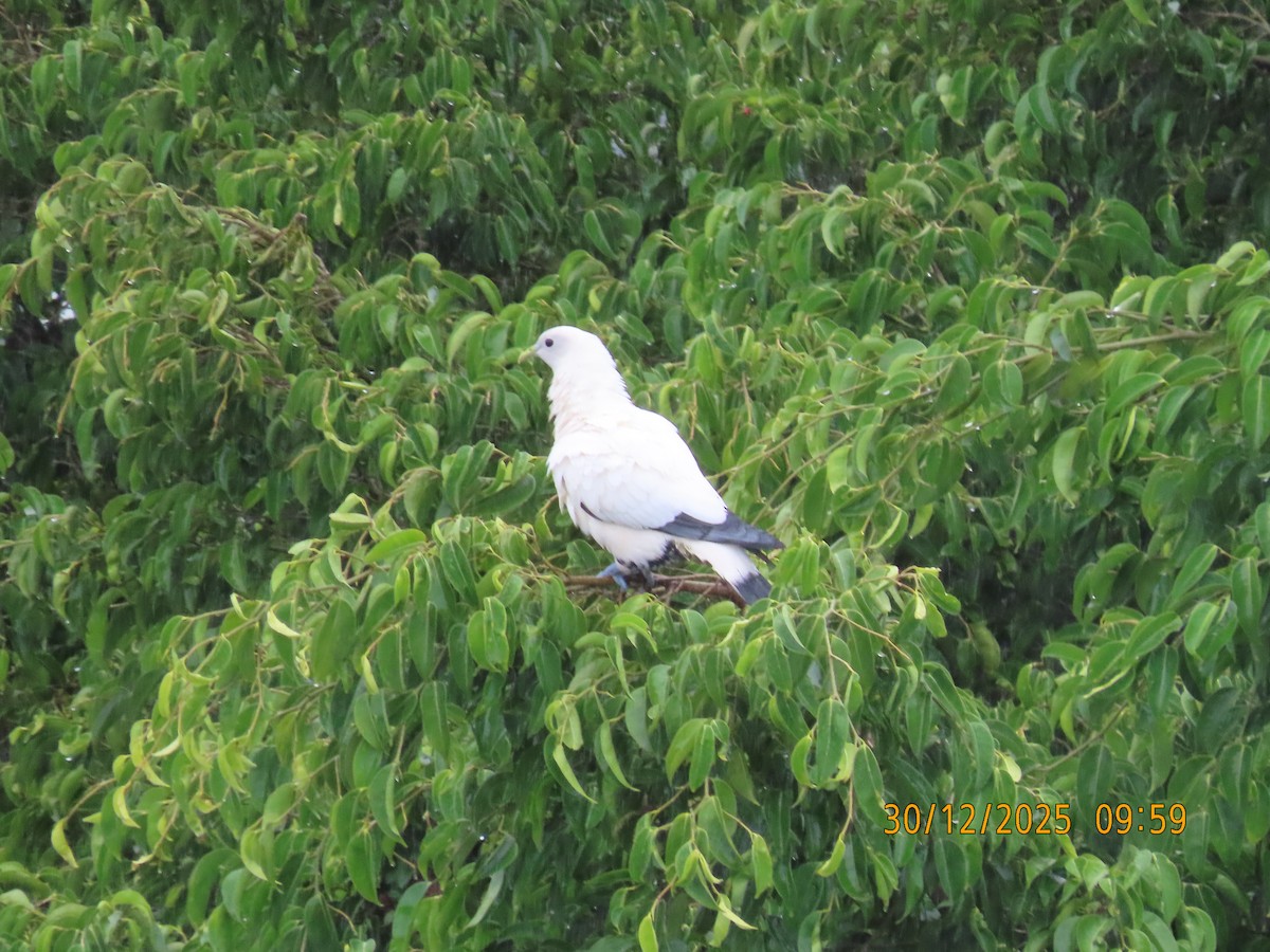 Пінон австралійський - ML647796442