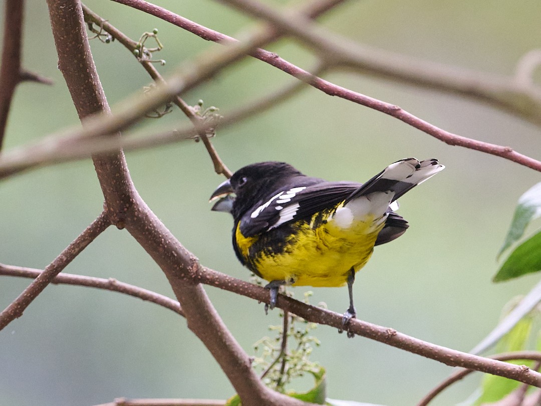 Кардинал-довбоніс золоточеревий - ML647796444