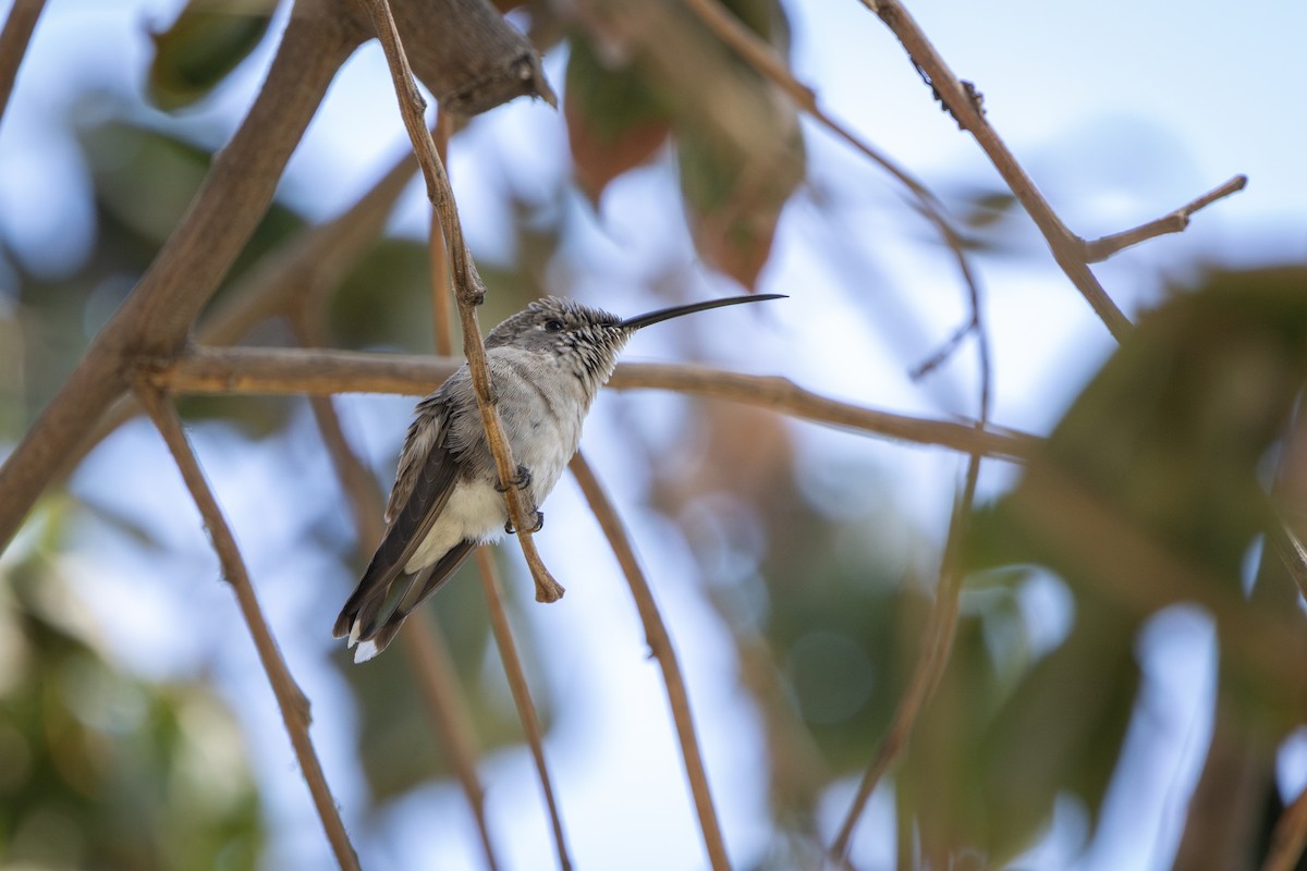 Колібрі оазовий - ML647796445