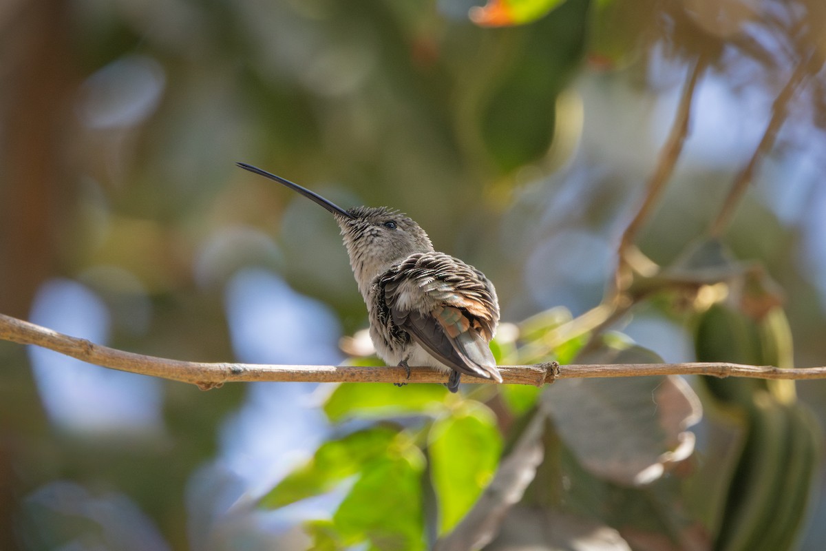 Колібрі оазовий - ML647796446