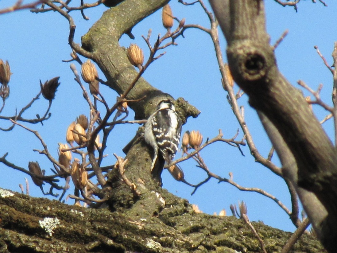 Дятел пухнастий - ML647796447