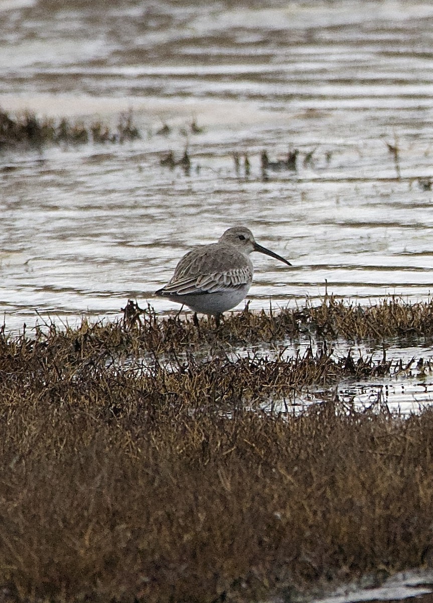 Побережник чорногрудий - ML647796449