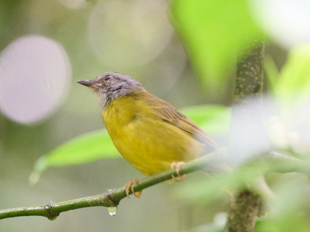 Коронник сірощокий - ML647796451