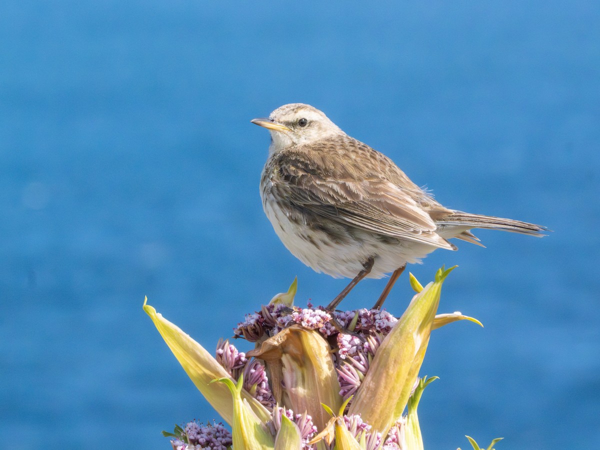Щеврик новозеландський - ML647796456
