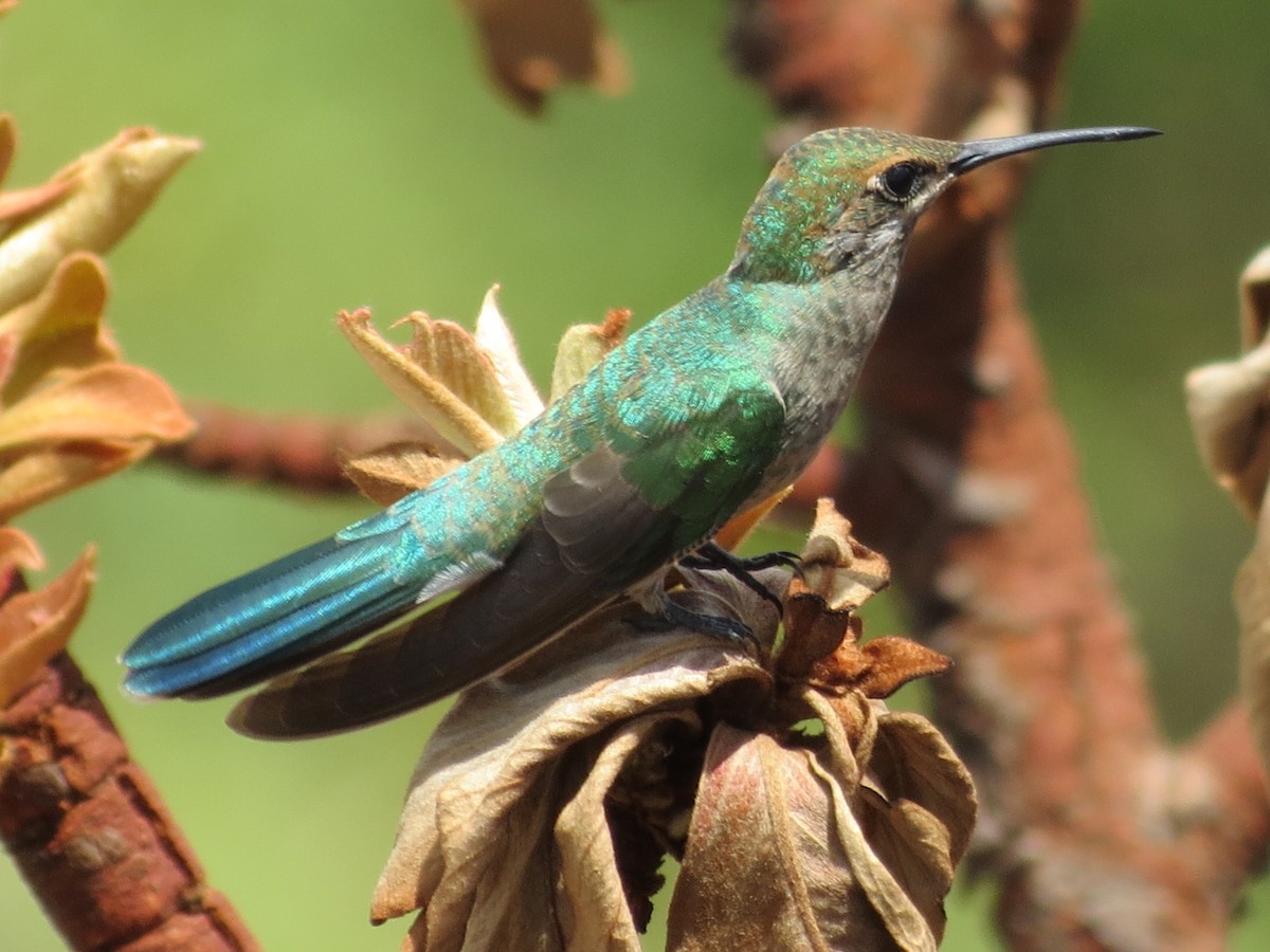 White-vented Violetear - ML647796458