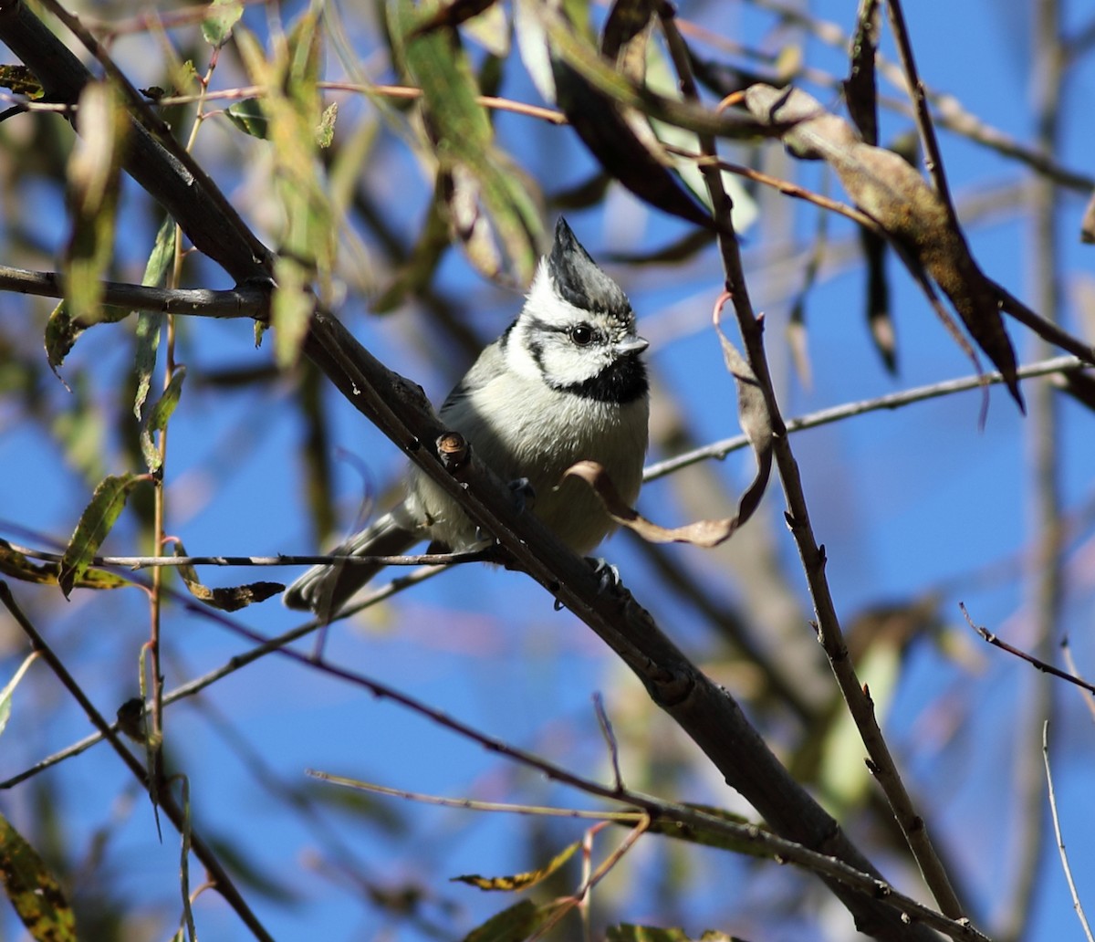 Bridled Titmouse - ML647796480