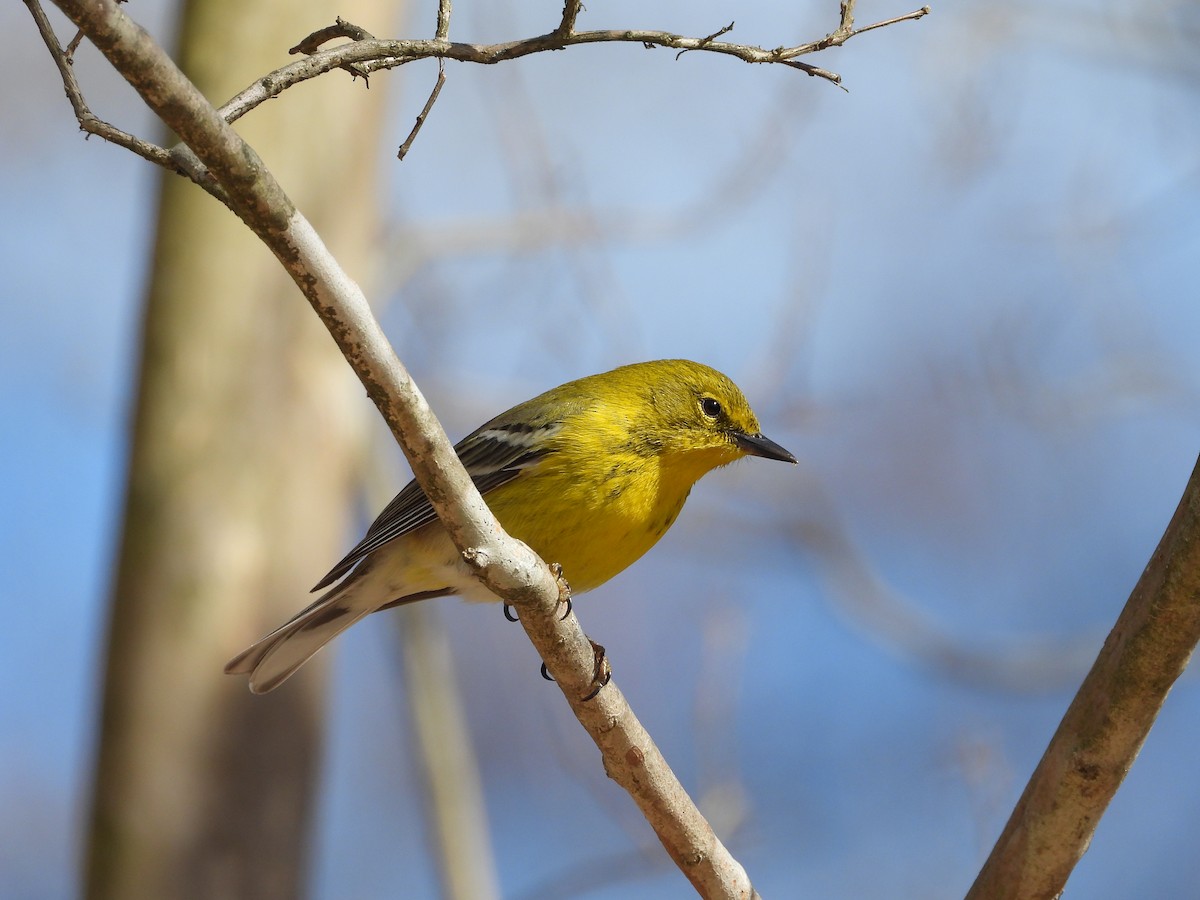 Pine Warbler - ML647796507