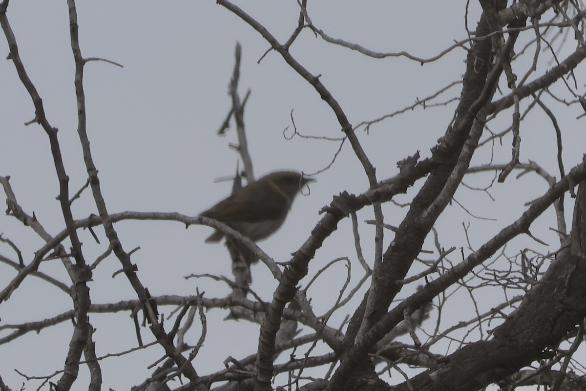 Yellow-plumed Honeyeater - ML647796520