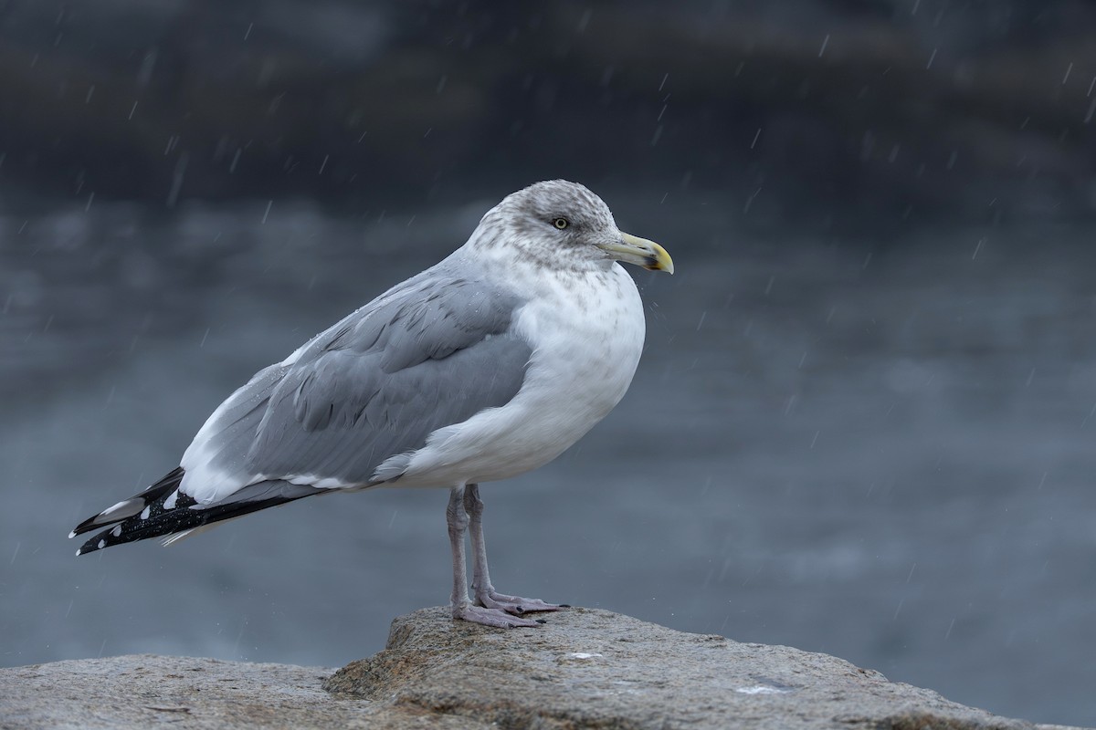 Amerika Gümüş Martısı - ML647796527