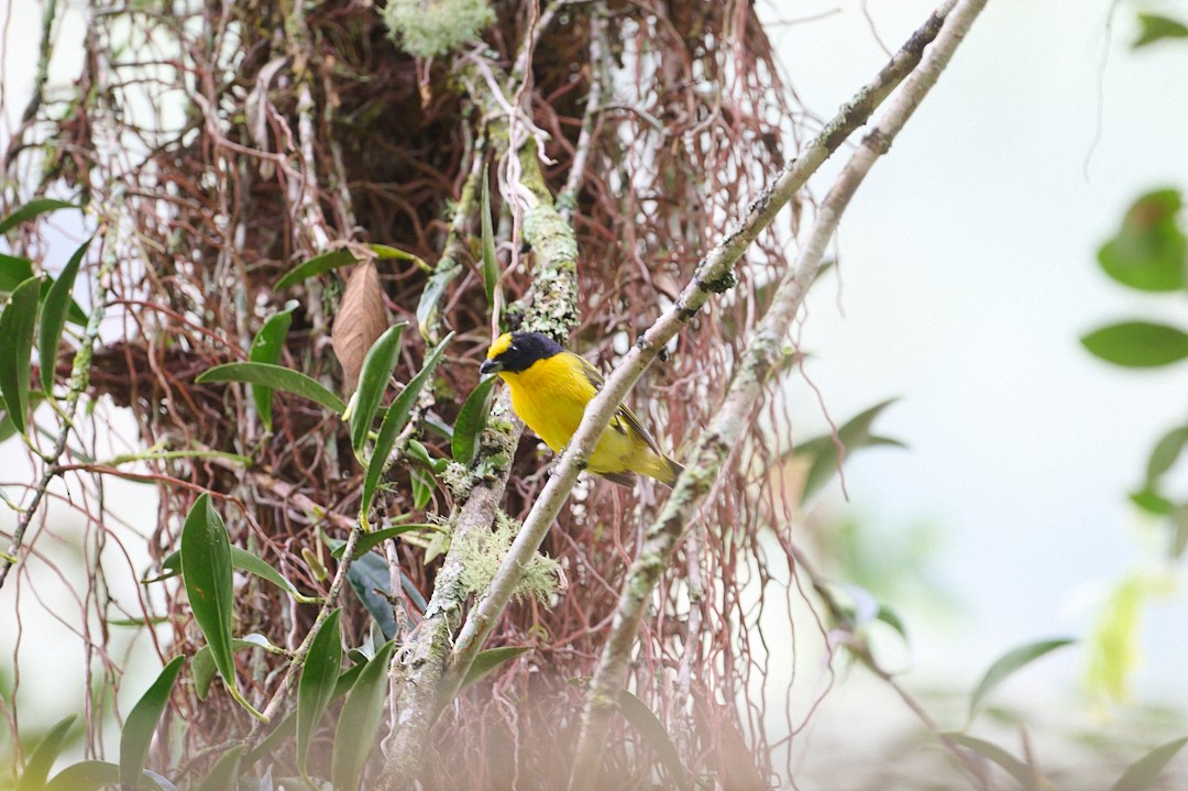 Thick-billed Euphonia - ML647796533