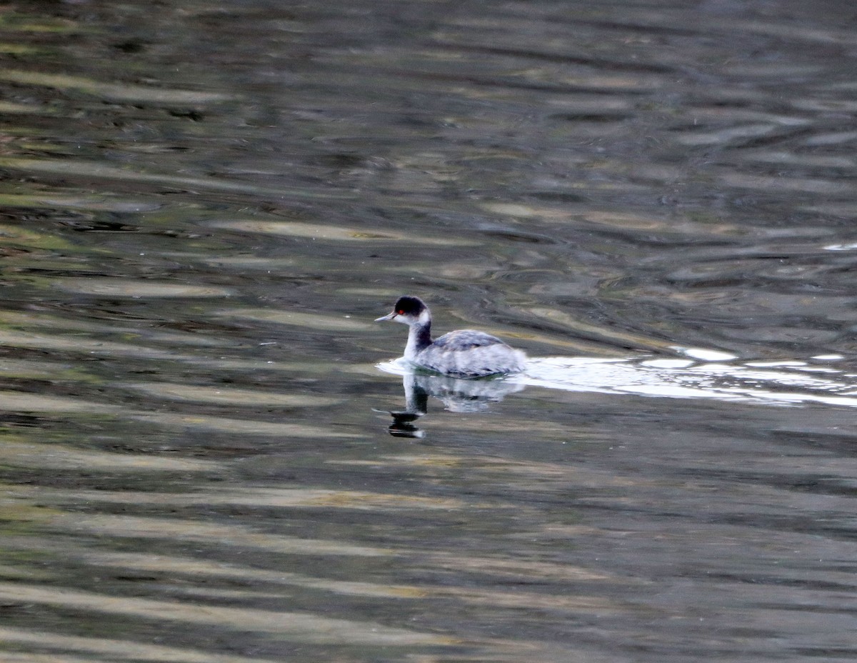 Grèbe à cou noir - ML647796549