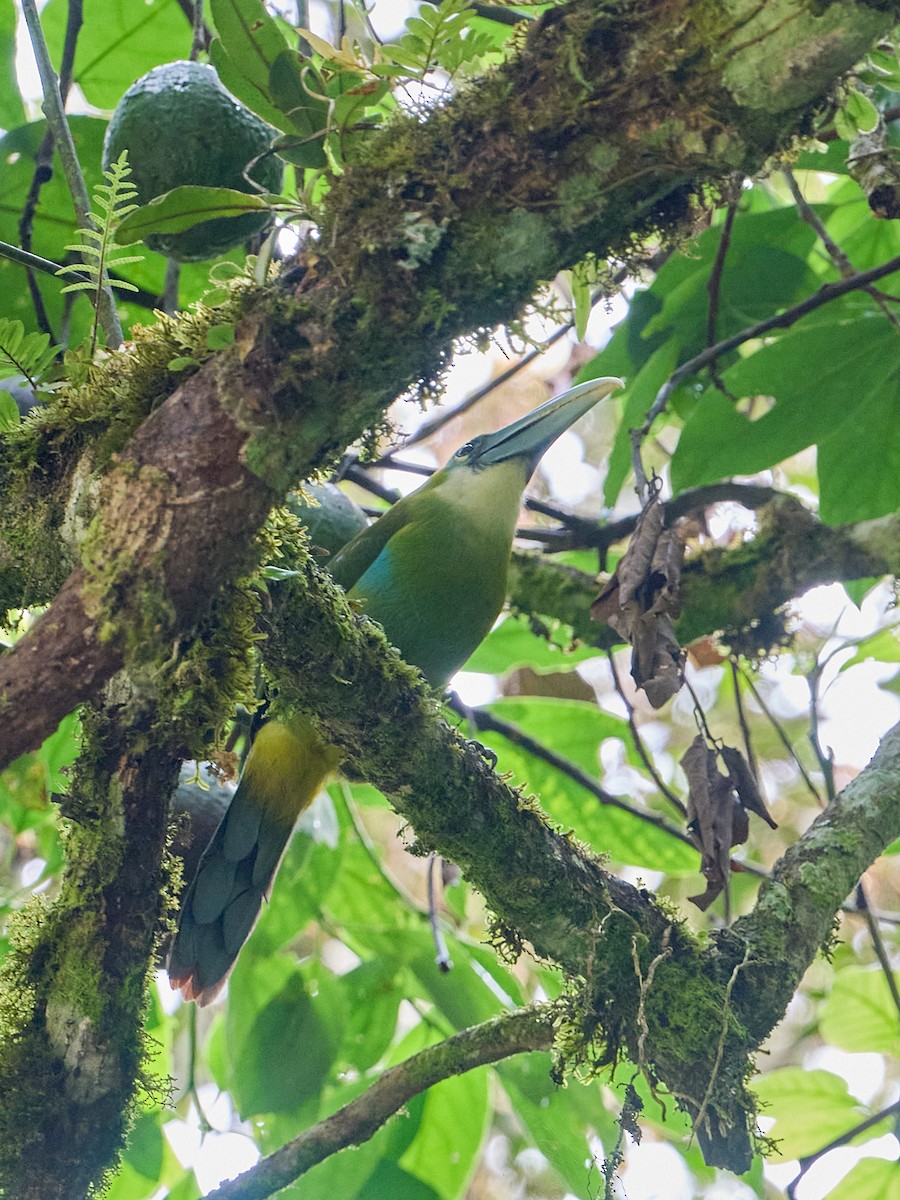 Blue-banded Toucanet - ML647796578