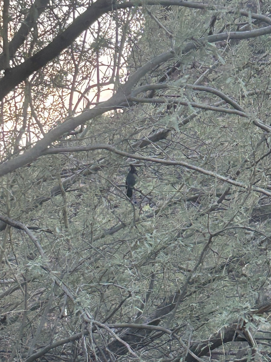 Steller's Jay - ML647796580