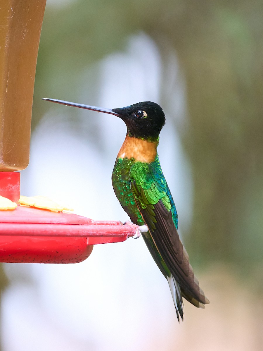 rustbrystinka - ML647796613