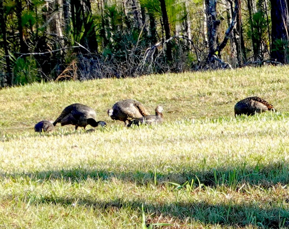 Wild Turkey - ML647796621