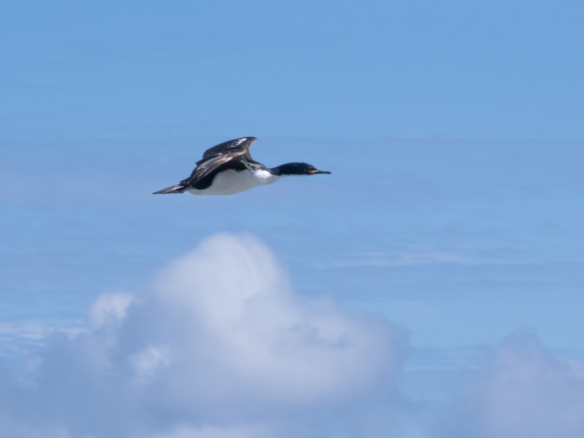 Баклан оклендський - ML647796624